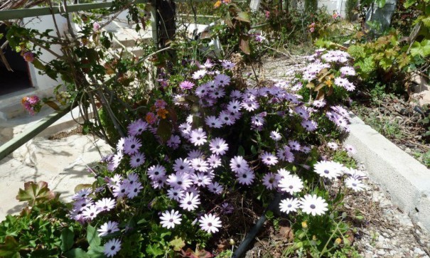 Venta - Chalet Independiente -
Murcia