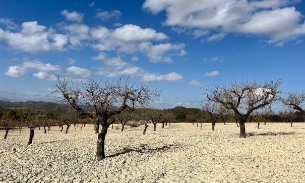 Revente - Parcelle Terrain -
Bullas - Costa Calida