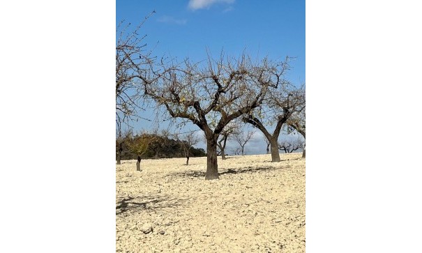 Revente - Parcelle Terrain -
Bullas - Costa Calida