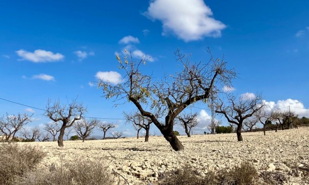 Revente - Parcelle Terrain -
Bullas - Costa Calida