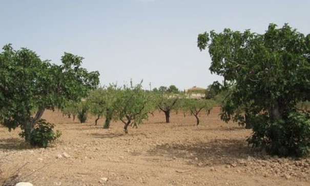 Videresalg - Grund Jord -
Murcia