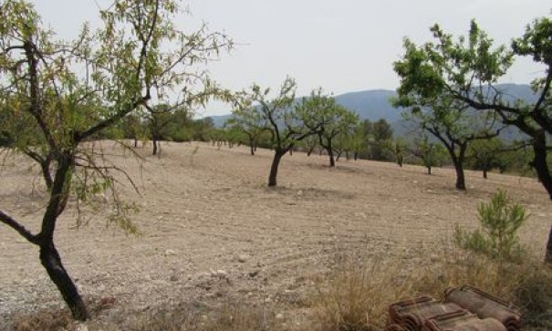 Videresalg - Grund Jord -
Murcia