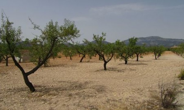 Videresalg - Grund Jord -
Murcia