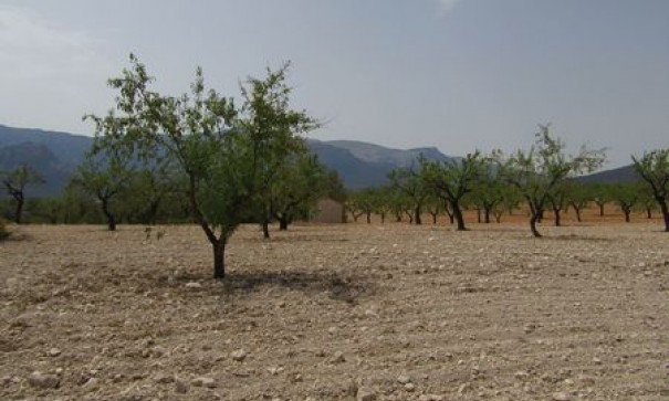 Videresalg - Grund Jord -
Murcia