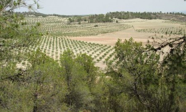 Videresalg - Grund Jord -
Murcia