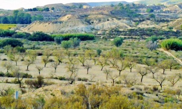 Perceel Grond - Herverkoop - Torremendo -
                Torremendo