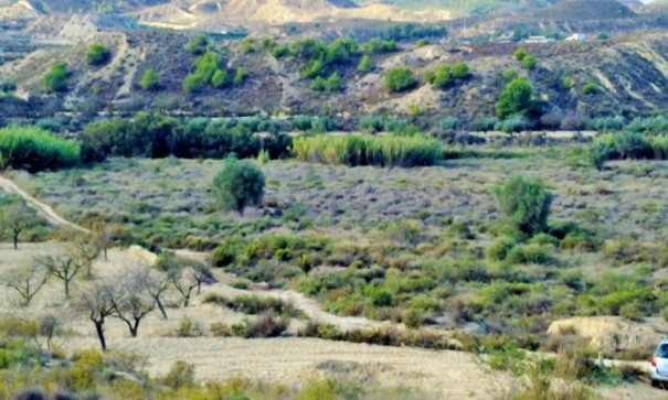 Herverkoop - Perceel Grond -
Torremendo