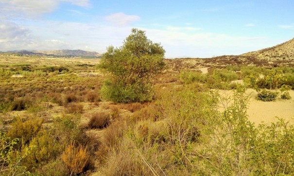 Herverkoop - Perceel Grond -
Torremendo