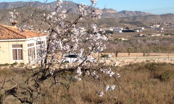 Herverkoop - Perceel Grond -
Hondón de los Fráiles