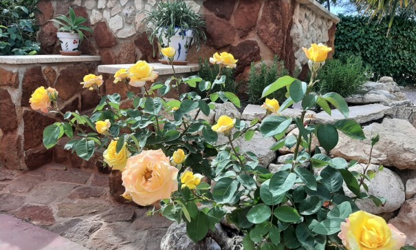 Venta - Finca Propiedad rural -
Barbarroja