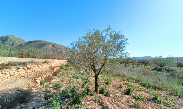 Resale - Stadthaus -
Barbarroja