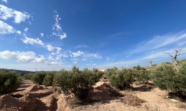 New Build - Freistehende Villa -
Macisvenda