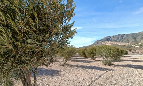 New Build - Freistehende Villa -
Macisvenda