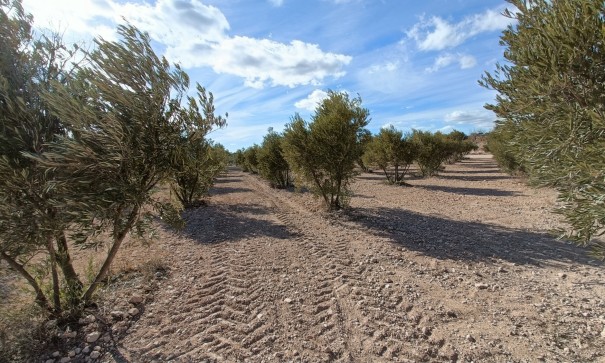 New Build - Freistehende Villa -
Macisvenda