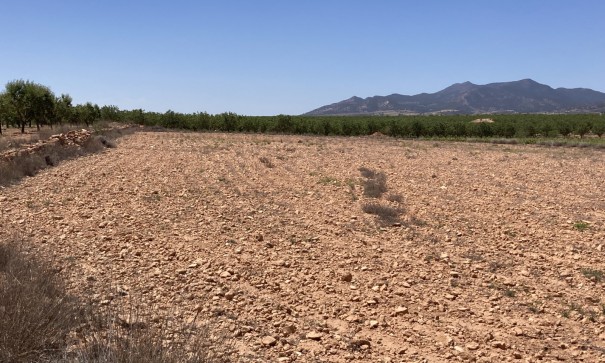 Resale - Grundstück Grundstück -
Pinoso - Lel