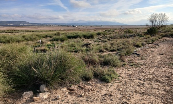 Återförsäljning - Vomt Mark -
Yecla