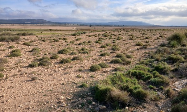 Återförsäljning - Vomt Mark -
Yecla
