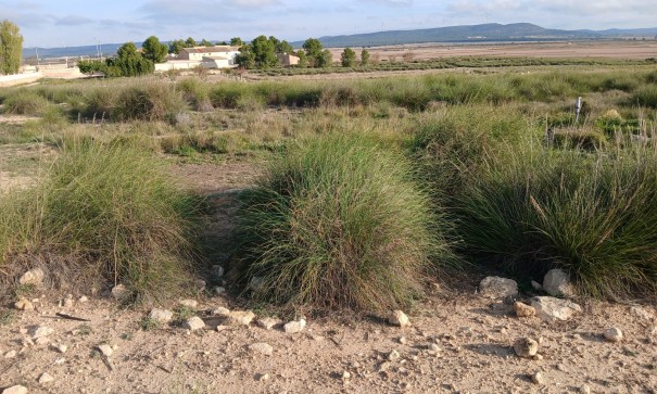 Återförsäljning - Vomt Mark -
Yecla