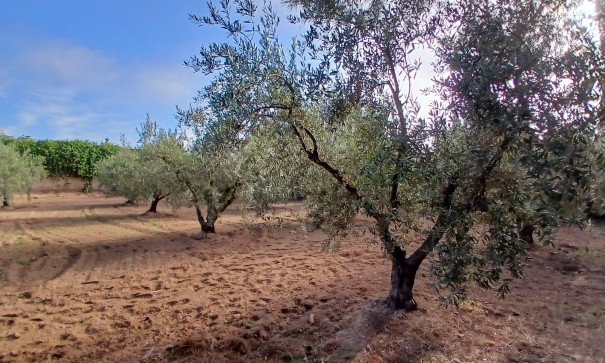 Venta - Finca Propiedad rural -
Jumilla
