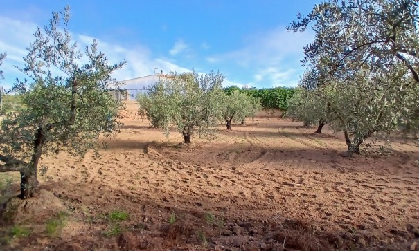 Venta - Finca Propiedad rural -
Jumilla