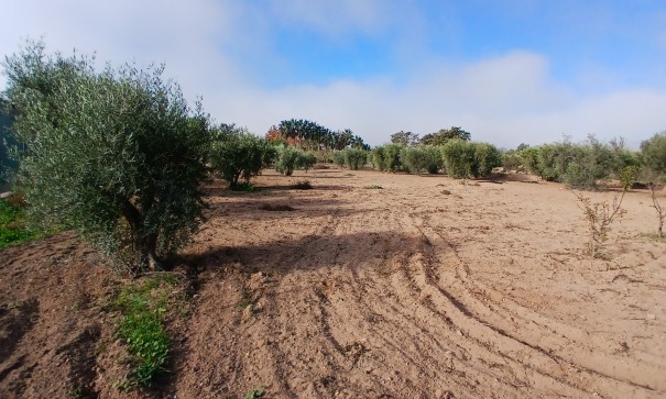 Venta - Finca Propiedad rural -
Jumilla