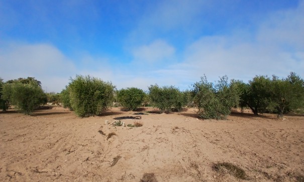 Venta - Finca Propiedad rural -
Jumilla