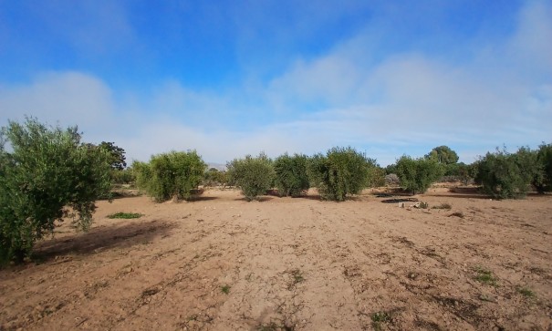 Venta - Finca Propiedad rural -
Jumilla