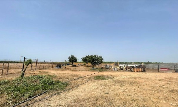 Återförsäljning - Kommersiell -
Balsicas - Torre Pacheco