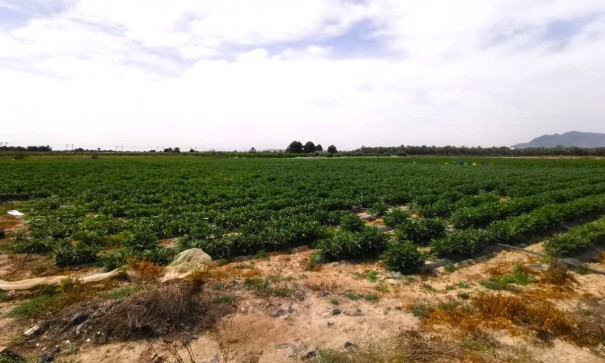 Videresalg - Grund Jord -
Albatera