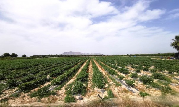 Videresalg - Grund Jord -
Albatera