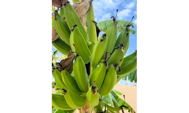 Sale - Detached Villa -
Los Urrutias - ESTRELLA DE MAR