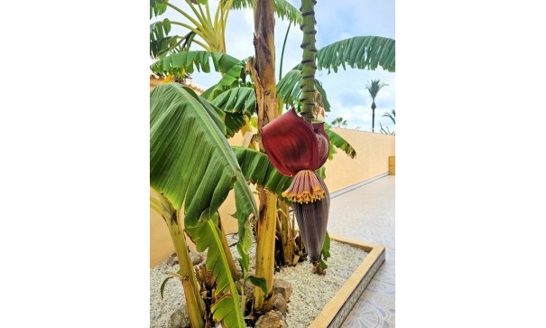 Sale - Detached Villa -
Los Urrutias - ESTRELLA DE MAR