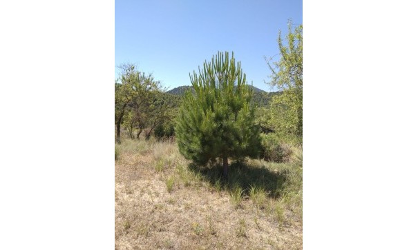 Sale - Finca Country Property -
Bullas