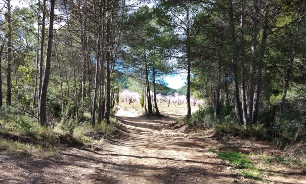 Sale - Finca Country Property -
Bullas