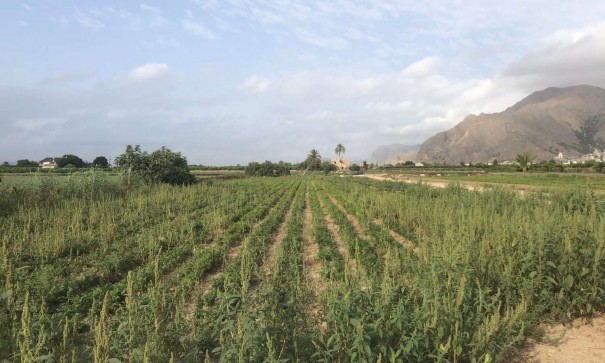 Videresalg - Finca landejendom -
Callosa de Segura