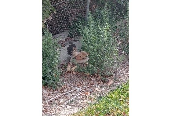 Sale - Finca Country Property -
Daya Nueva