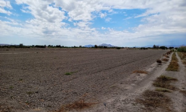 Återförsäljning - Vomt Mark -
San Fulgencio