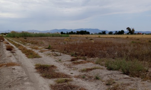 Återförsäljning - Vomt Mark -
San Fulgencio