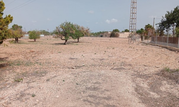 Revente - Finca Propriété rurale -
Crevillente