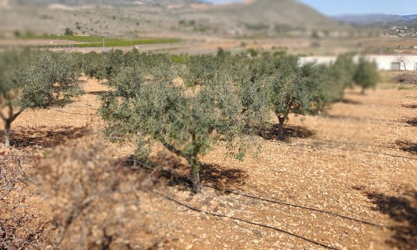 Sprzedaż - Finca nieruchomość wiejska -
La Romana