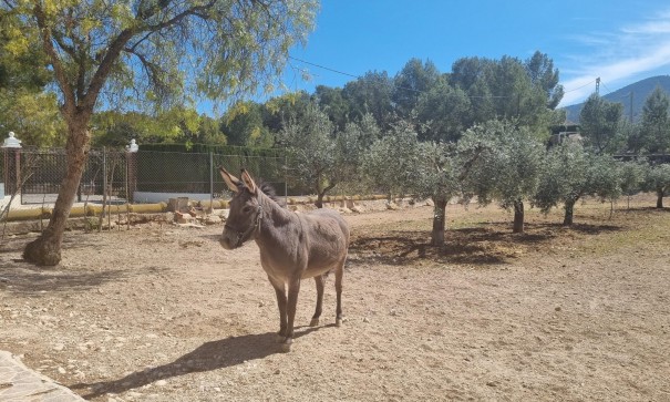Herverkoop - Finca Landelijk pand -
Hondón de las Nieves