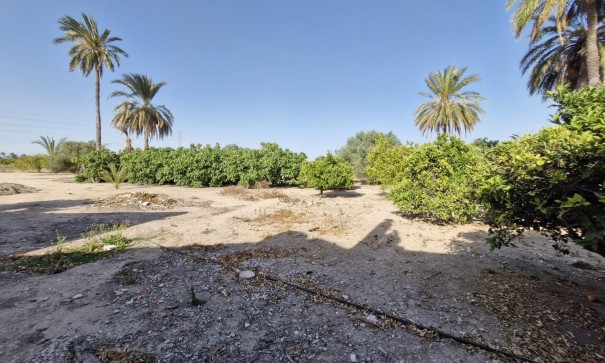 Sale - Finca Country Property -
Elche