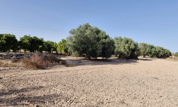 Sale - Finca Country Property -
Elche