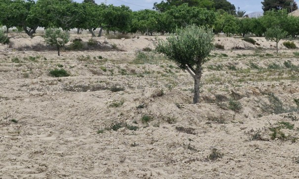 Sale - Finca Country Property -
Elche