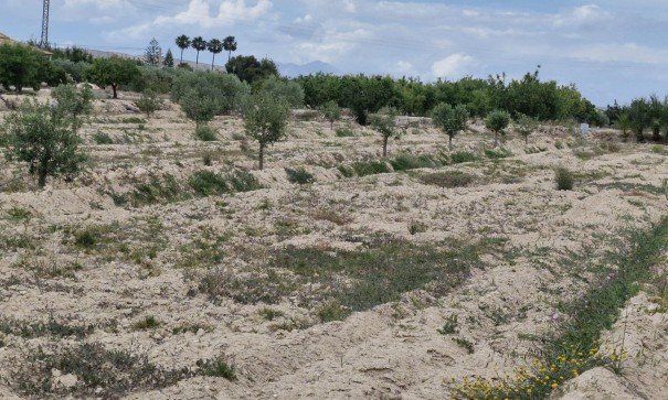 Sale - Finca Country Property -
Elche