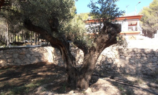 Resale - Finca Landgut -
Castalla