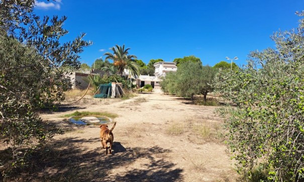 Venta - Finca Propiedad rural -
Almoradí