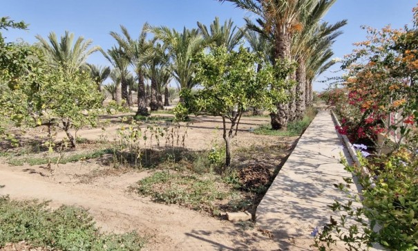 Sale - Finca Country Property -
Elche