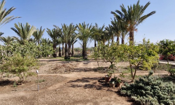 Sale - Finca Country Property -
Elche