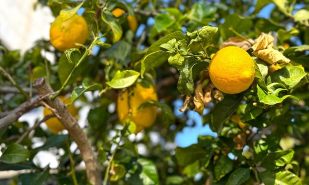 Videresalg - Dobbeltvilla -
Orihuela Costa - Villamartín